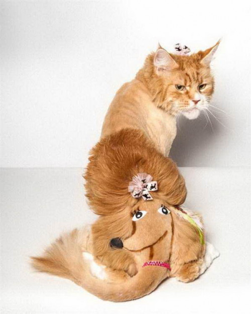 shaved cats 08