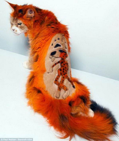 shaved cats 09