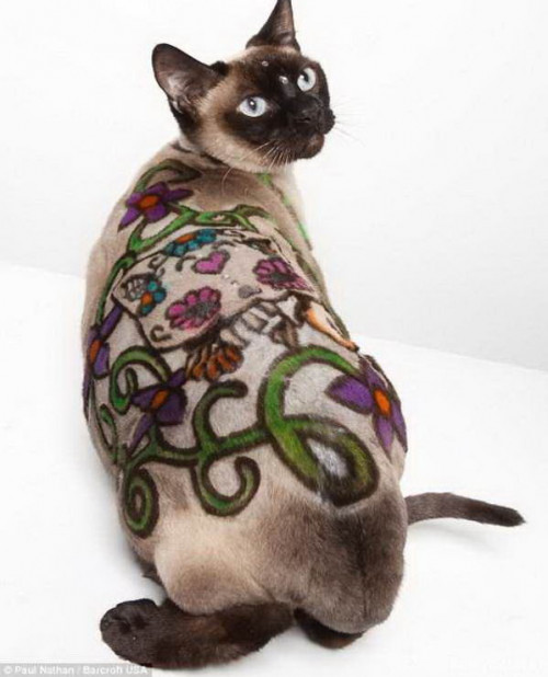 shaved cats 13