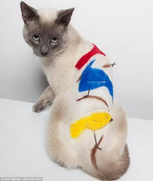 shaved cats 14