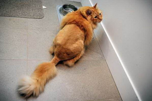 shaved cats 15