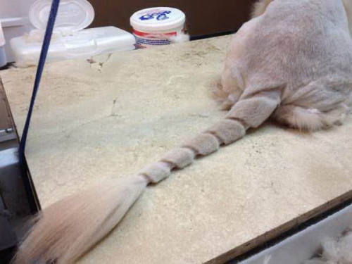shaved cats 16