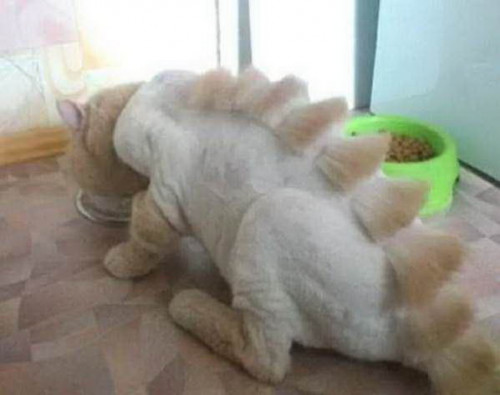 shaved cats 17