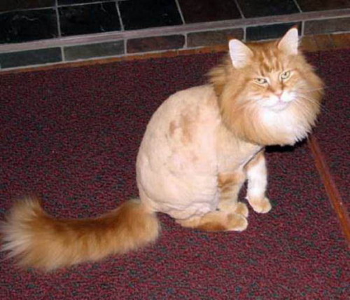 shaved cats 19