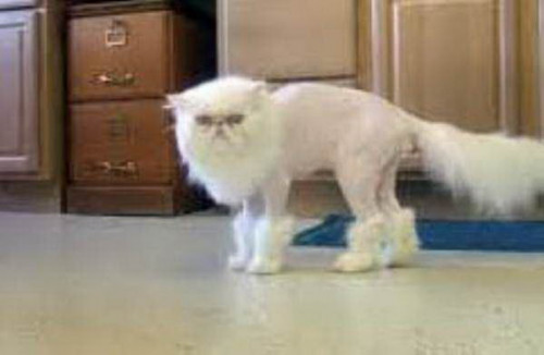 shaved cats 21
