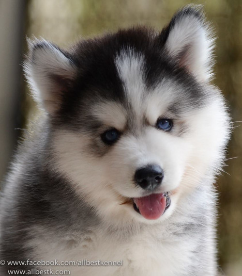 10369135 908297385871823 3370527068377390406 n