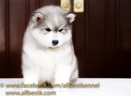 45616125 2174179259283623 8672253425548787712 o