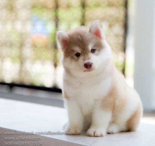 12646877 1101731343195092 7698543597668854640 o