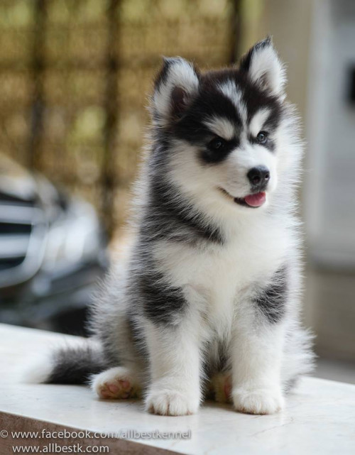 1796529 728273183874245 807285882 n