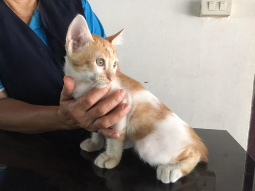 64228237 455834275253492 3291385549486555136 n