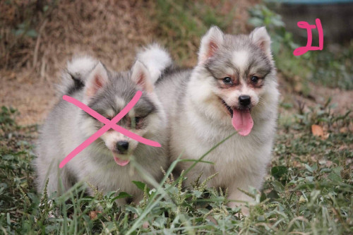 66581185 2552436331474724 3426307291345846272 n