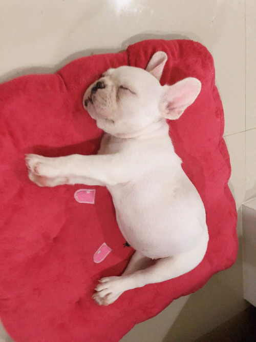 received 2621861604806371