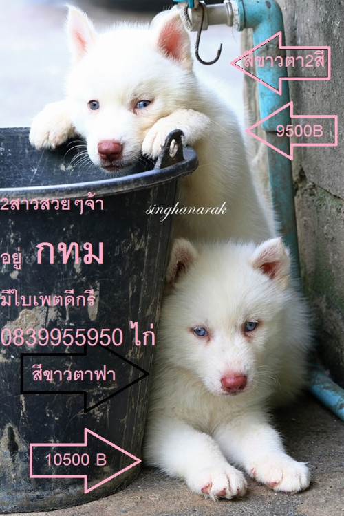 66518795 2990161031024274 3207030325913845760 n