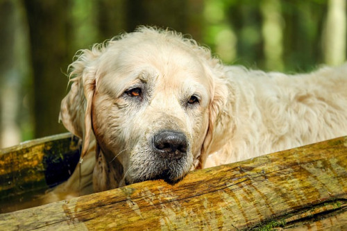 golden retriever 2705639 640
