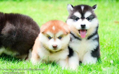 23435083 1713947428640144 3515320941055419670 n