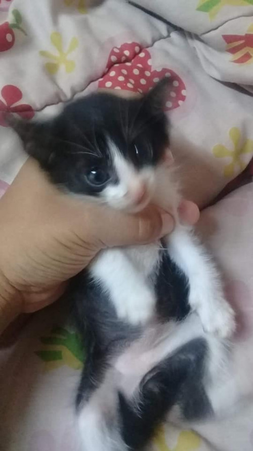 67948203 647696442403481 7901767852066078720 n