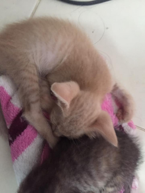 68534620 2375635179321627 899342761390505984 n