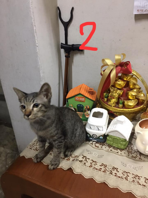 68543590 10156782884759261 5135334431225020416 n