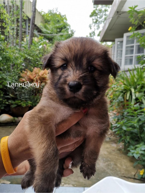 68666647 10215193214611430 7011378366615912448 n