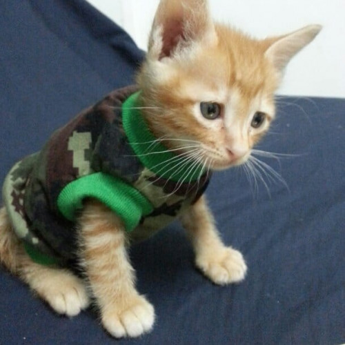 68382963 197530521243701 230810790867763200 n