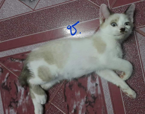 68751120 2380789478655121 3503807798653747200 n