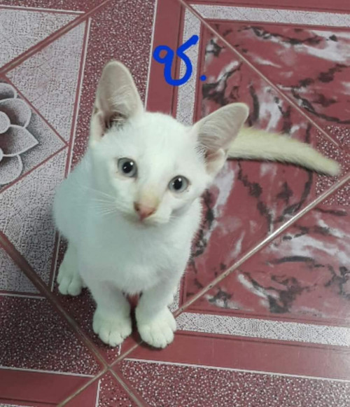 68946253 2380789521988450 1241450130721210368 n