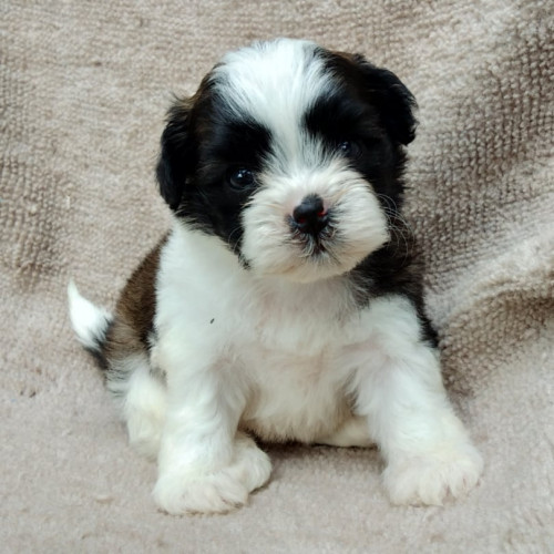 69307977 2393556240711669 8739507455148425216 n