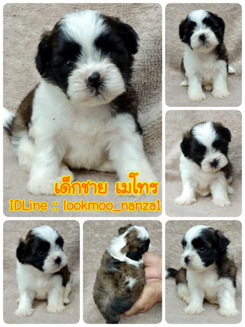 69379811 476509609869205 6995483822229815296 n