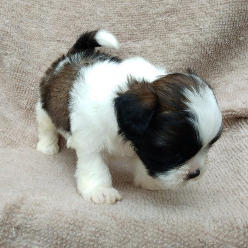 69466081 406787410191427 1254299272711503872 n