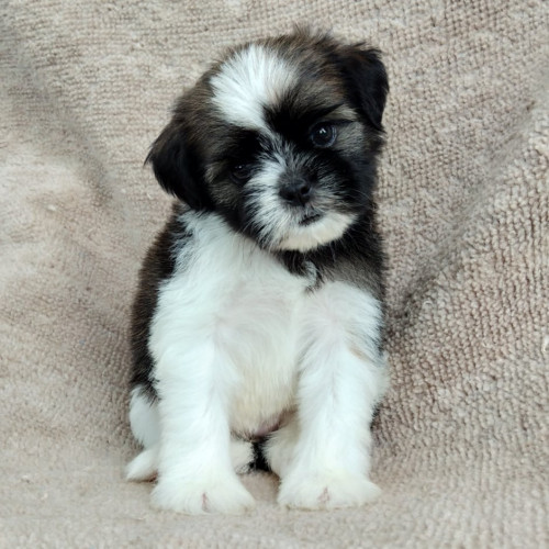 69162730 475605749953161 1832641336654692352 n