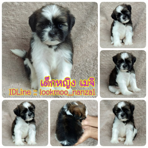 69306019 410206152971525 2425561803795726336 n