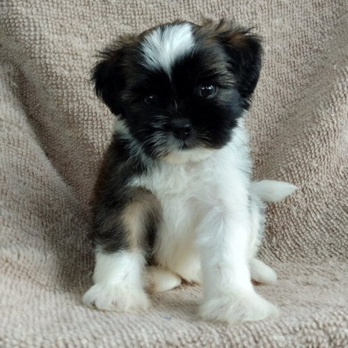 69587546 1978373952266142 5713229818569424896 n