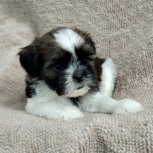 70259534 660077951170708 8634571186379948032 n