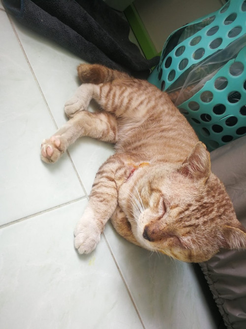 68786527 10213012261775947 3959138490251214848 n