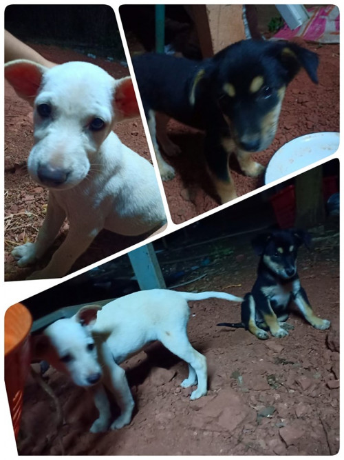 68910508 2426881414075663 8362047179212193792 n