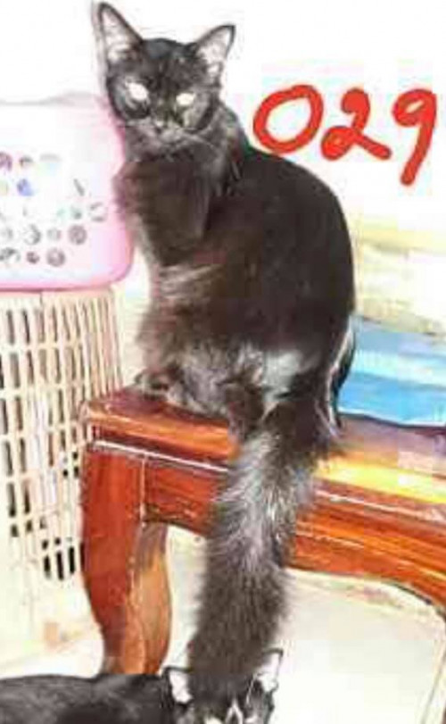 69068697 2544438202281154 2555319521791442944 n