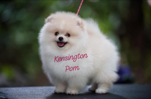 69582476 953482794995019 509318159925248000 n