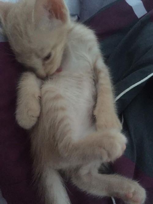 69717477 2384417575110054 2164205703735017472 n