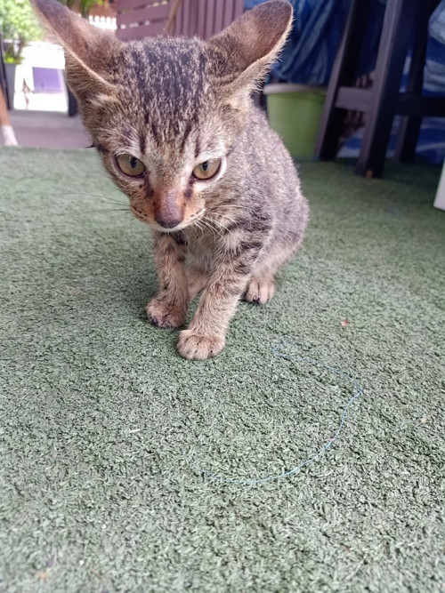 70513304 134153971185272 4553141826021752832 n