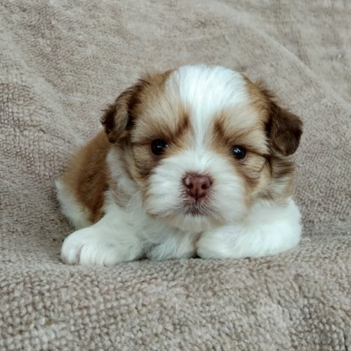 69710887 481301832715606 2420623961499893760 n