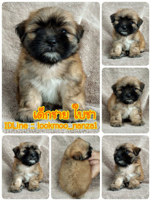 69910270 763476477405786 5750756352288882688 n