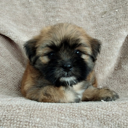 70327752 419592142013394 7232523943469383680 n