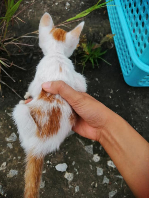 69652521 2906747042675280 8854903274952720384 n