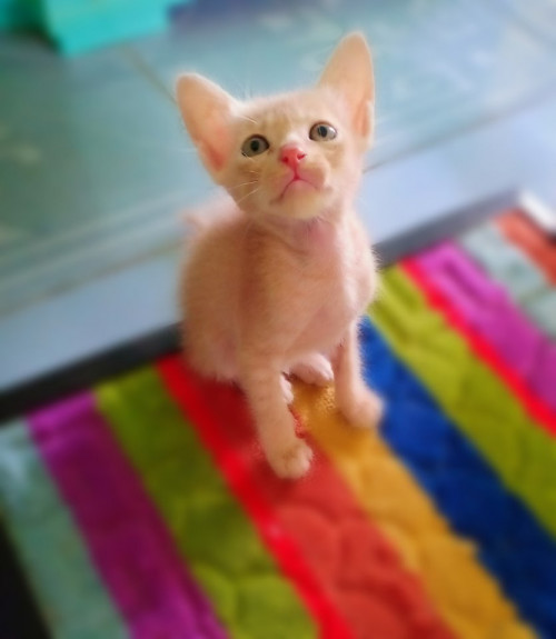 71185518 134081864539099 5229047808715128832 n