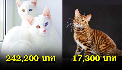 123213456564456