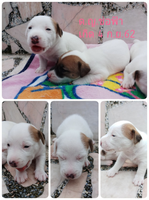 ลูกช่อ เกิด4กันยา62 ๑๙๐๙๒๒ 0045