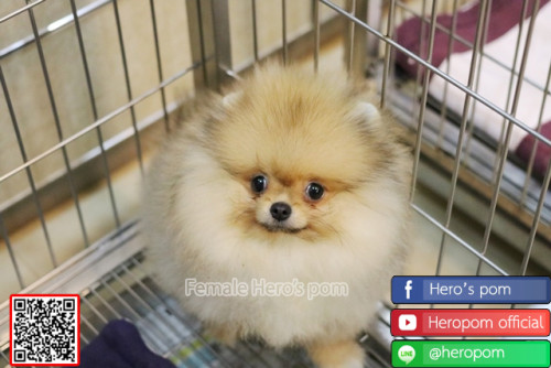 f9231 ๑๙๐๙๒๓ 0002