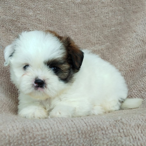 70695867 1780667225568151 5613738266957185024 n