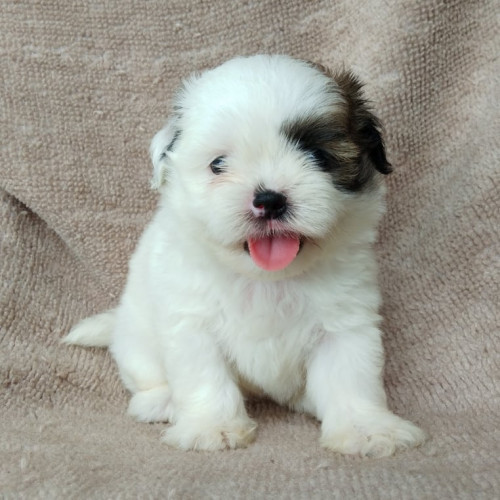 70844236 710067169460526 3873990299751546880 n