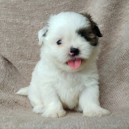 70878539 508588753274126 780454218346528768 n